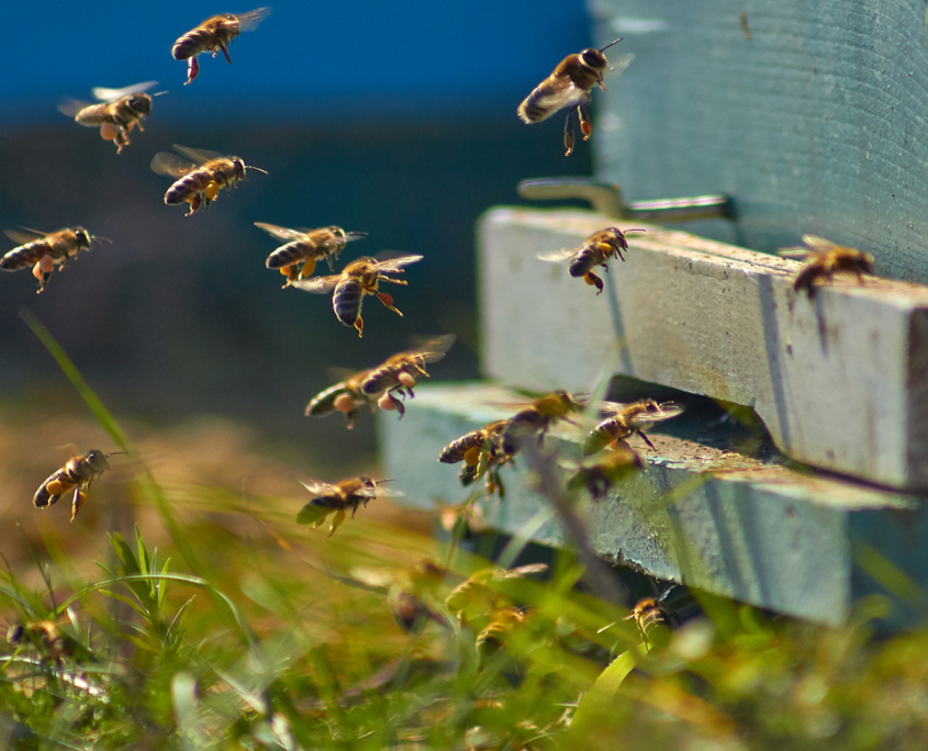 μελι meli - μελισσοκομικα ειδη μελακης