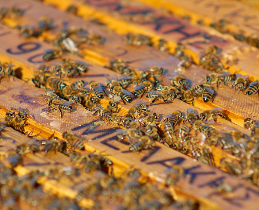 μέλισσες κερύθρες